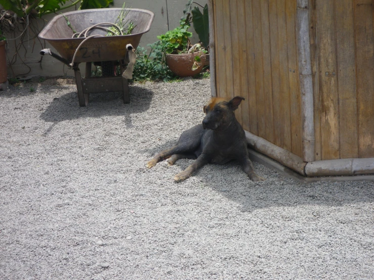 an animal laying in gravel near wooden slat