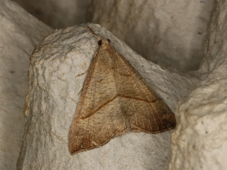 a close up of a large brown bat on some white rocks