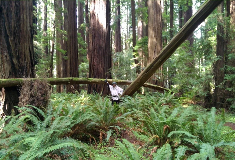 a man is holding up a fallen tree