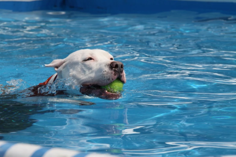 a dog with a ball in his mouth in the pool