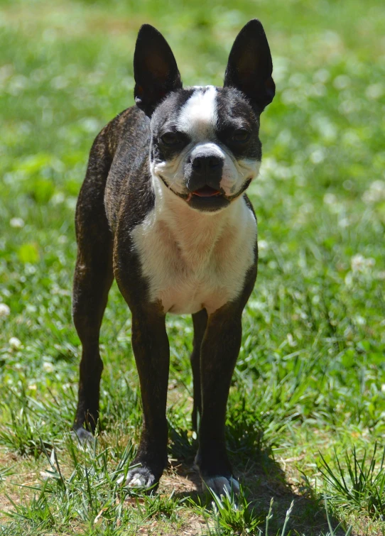 a small, brown and white dog standing on grass