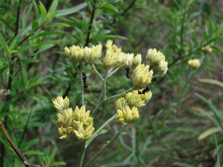 yellow flower in foreground with other flower stalks behind it