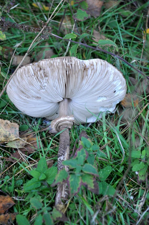 an image of a white mushroom that is growing in the grass