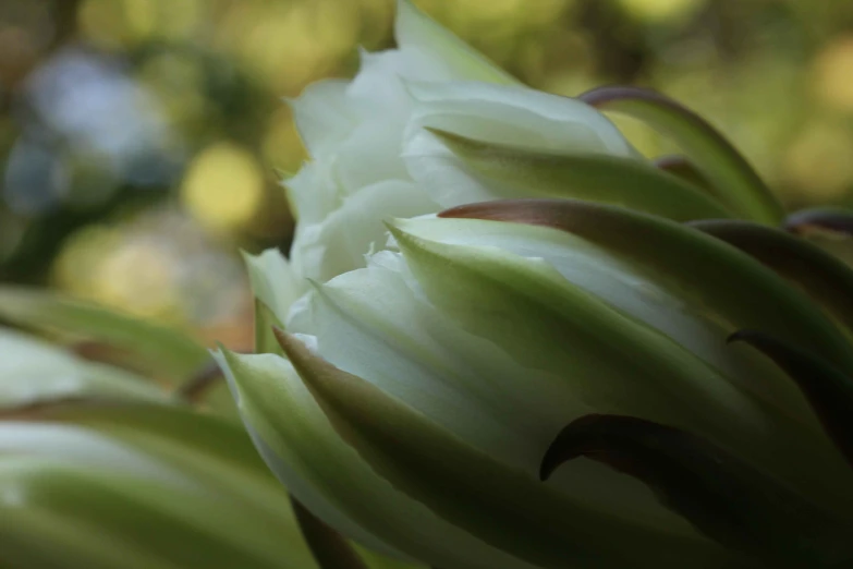 a large white flower with brown tips next to trees