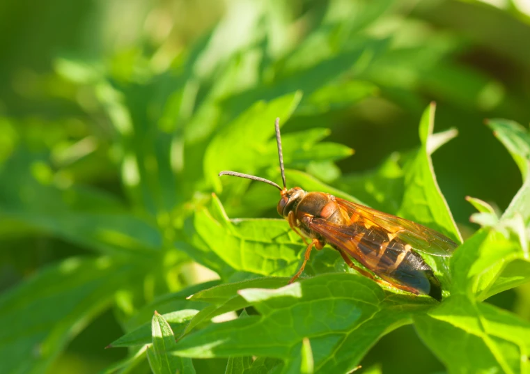 a bug sitting on top of green leaves