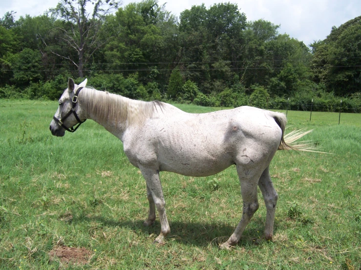 a horse is shown standing in an open field