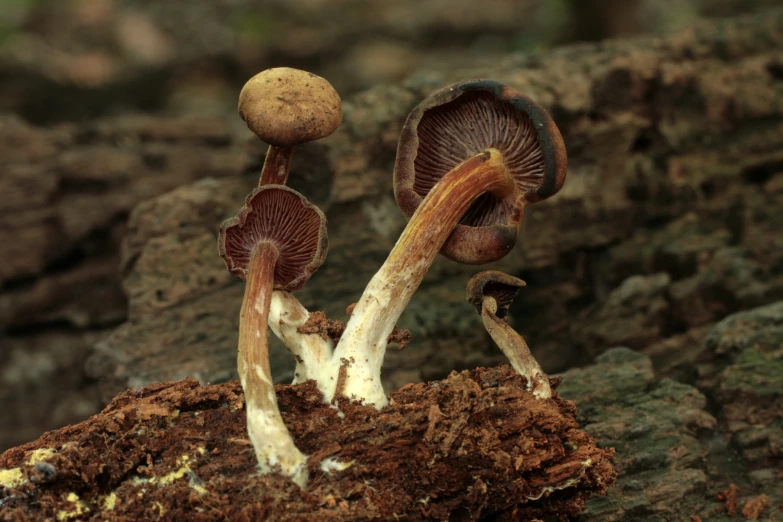 a couple of brown and white mushrooms on the ground