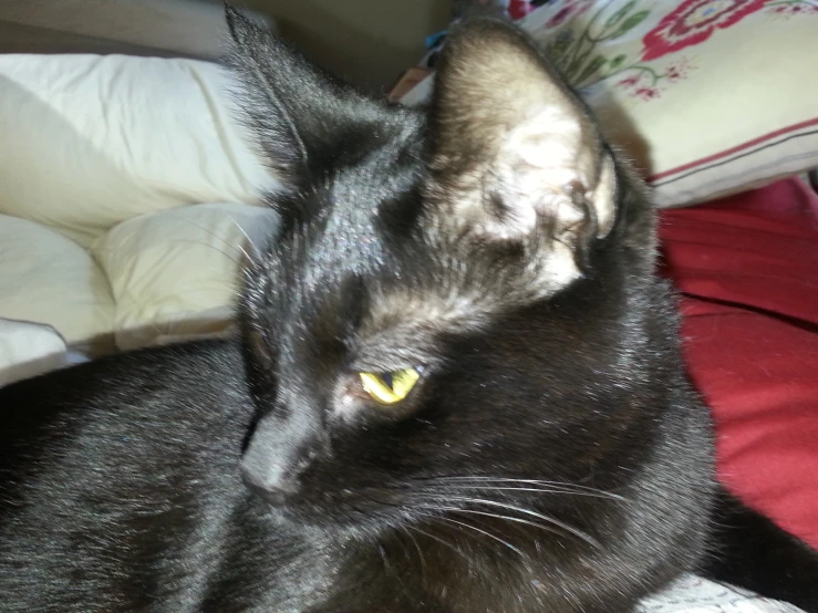 a cat sitting on top of a bed next to pillows