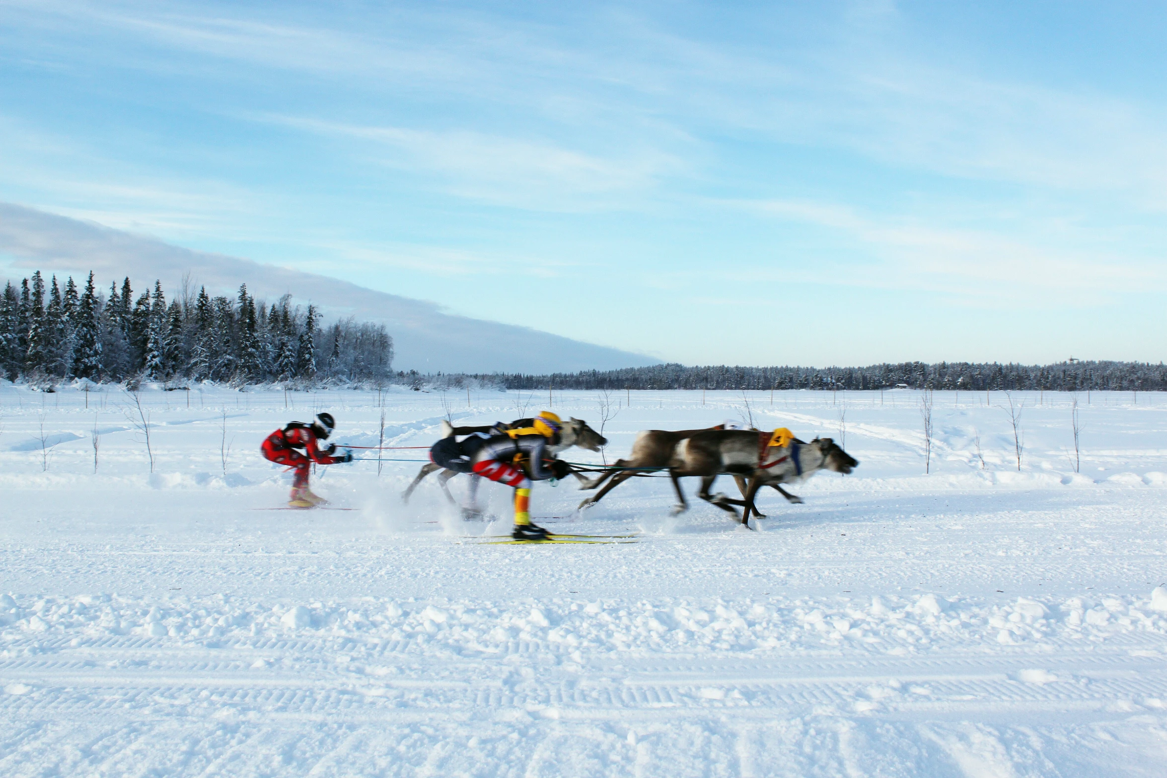 a dog sled race in the snow on a bright day