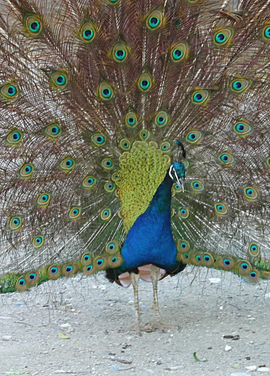 a peacock with feathers spread out on a field