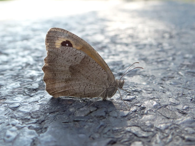 the erfly is sitting on the asphalt on a sunny day