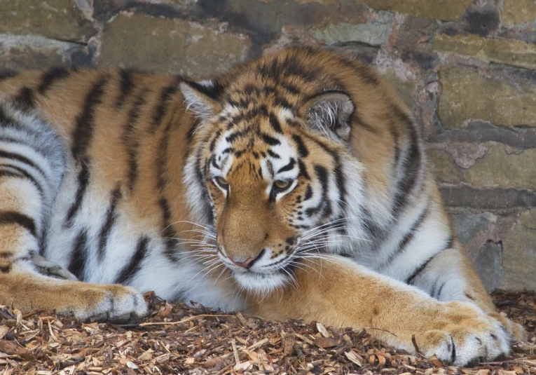 a large tiger laying down next to a brick wall
