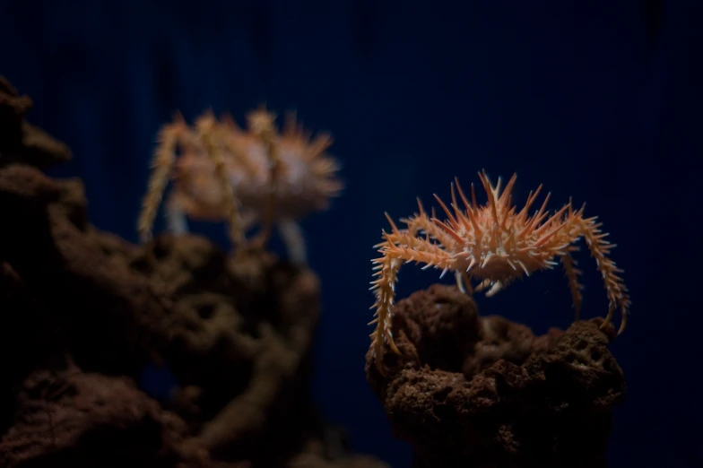 two small spider crabs crawling on rocks