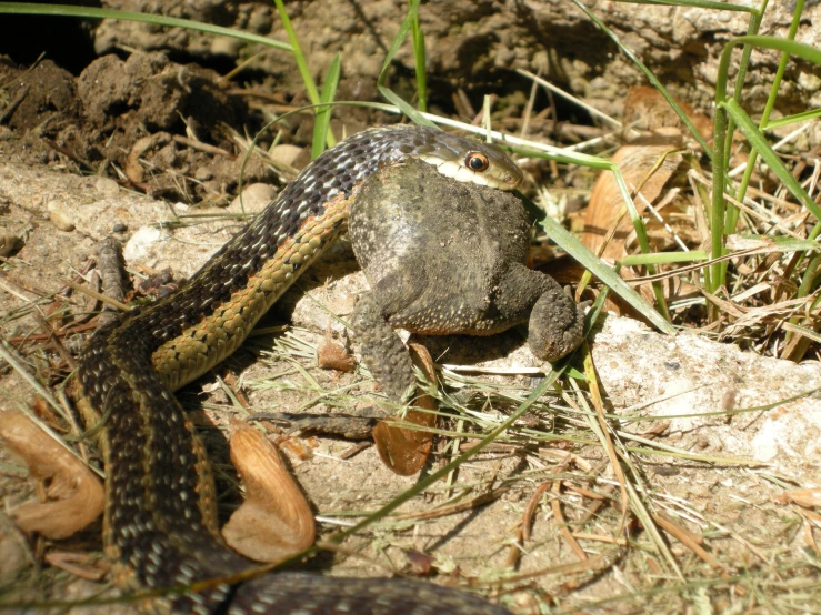 a large brown and black lizard on a dirt ground