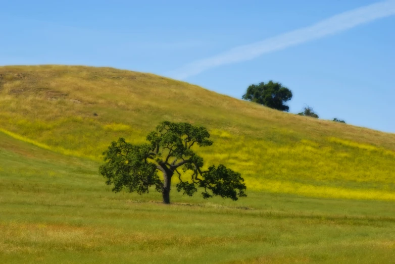 two trees sitting in a grassy field with a hill behind them