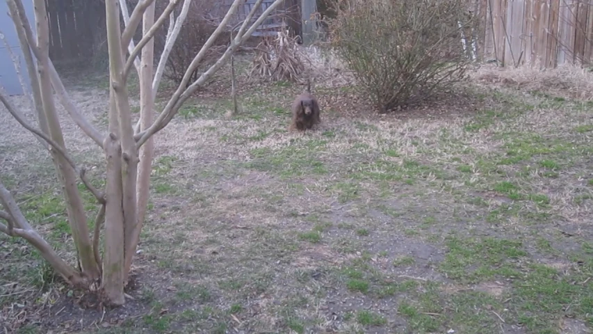 a dog laying on the ground in front of a tree