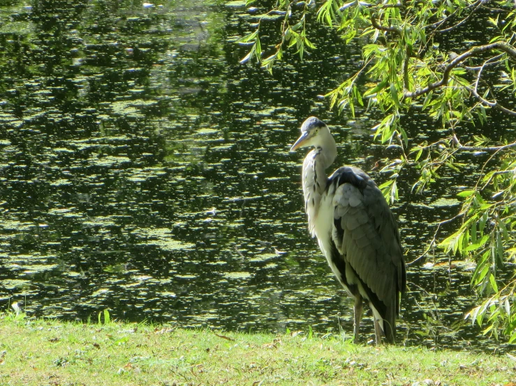 two birds stand near each other on the bank