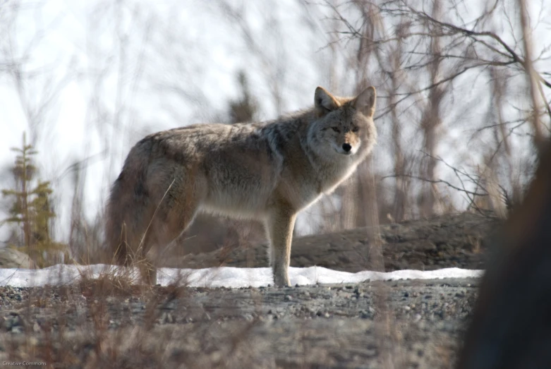 there is a wolf standing on some rocks in the grass