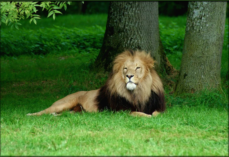 the adult lion lying in the shade by the trees