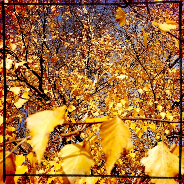 leaves are arranged over a square picture frame in a po