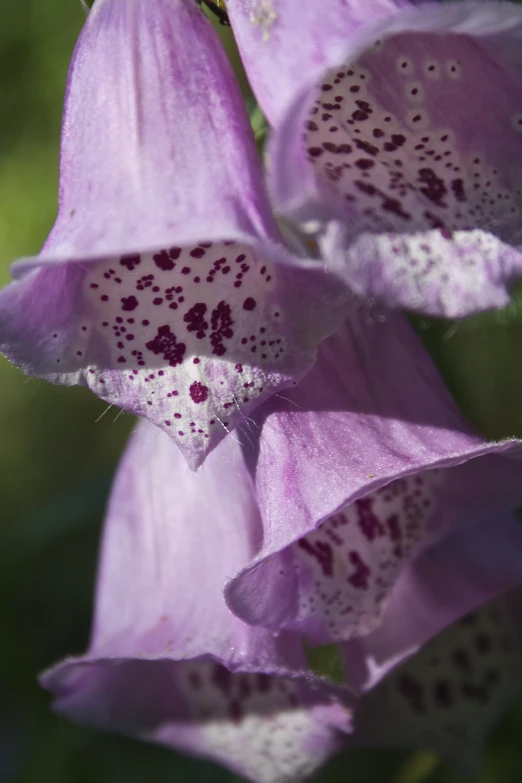 a close up of some flowers and very pretty colors