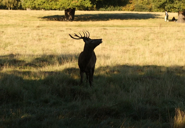 a deer standing in the grass during the day