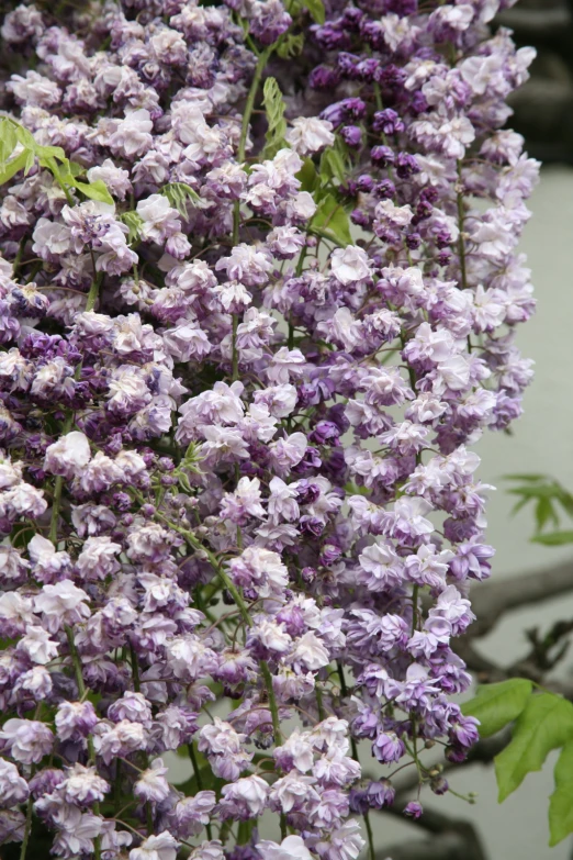 purple flowers that are growing on a tree