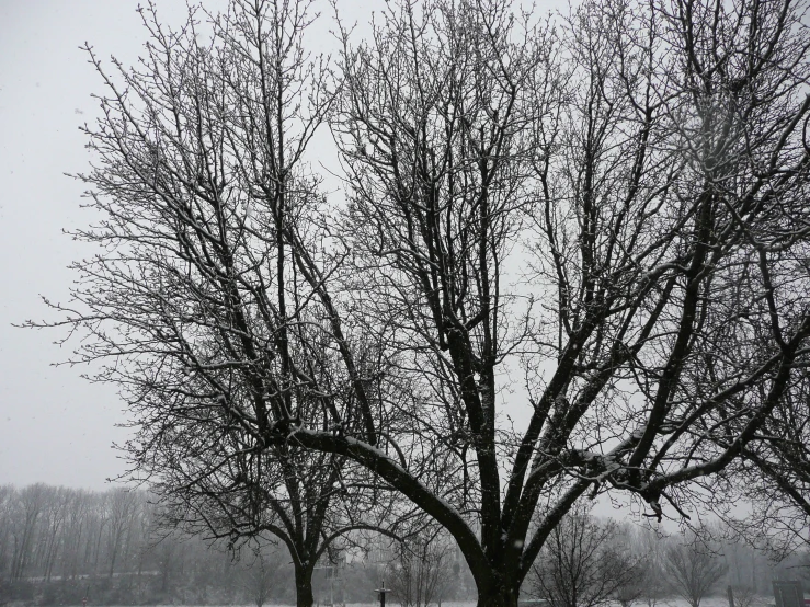 there is snow on the ground and bare trees