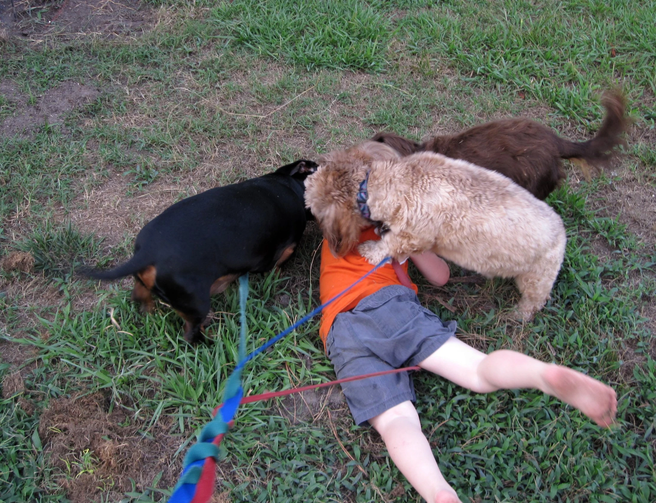 an adorable baby boy playing with a dog