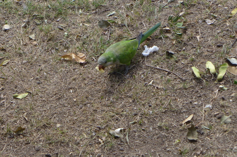 small green bird standing in field next to dead plants