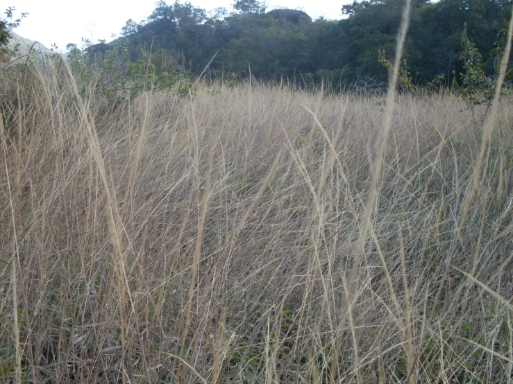 dry grass is standing in a field with trees and bushes in the background