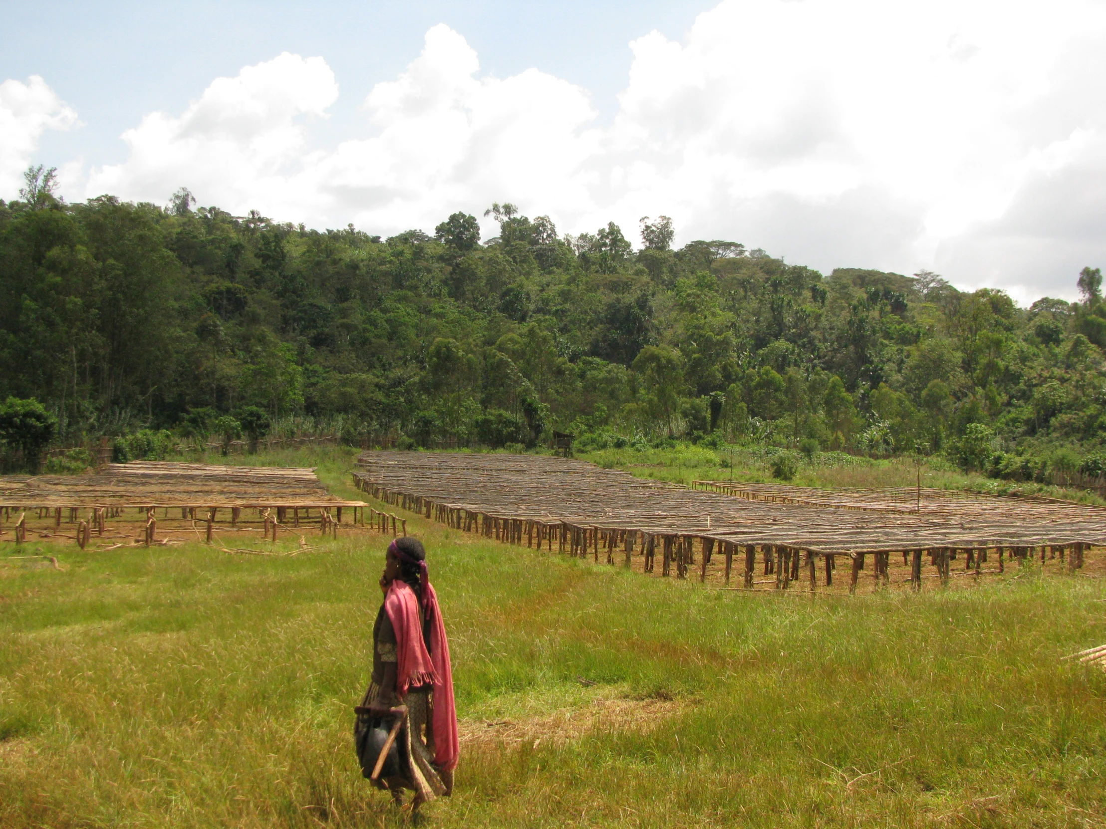 a person walking across a field with a lot of trees