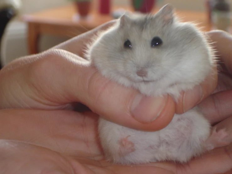 a hamster sitting in someones hands with their head above its paws