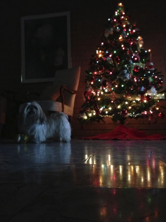 dog sitting on floor in front of christmas tree