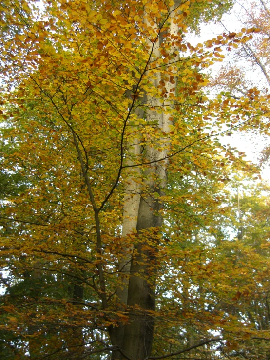 a group of trees with bright colored leaves