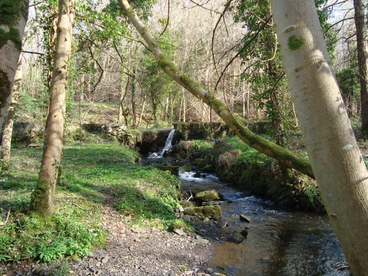 a small stream running through some trees on a hill