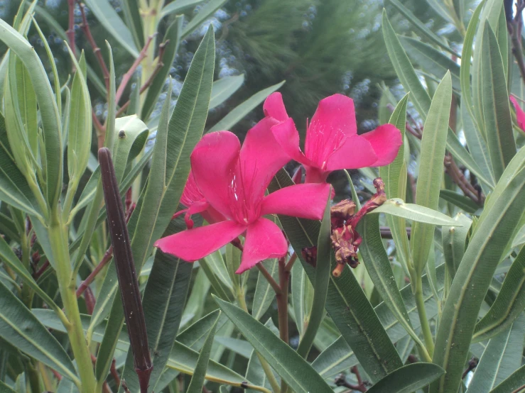 two pink flowers are growing between some green leaves