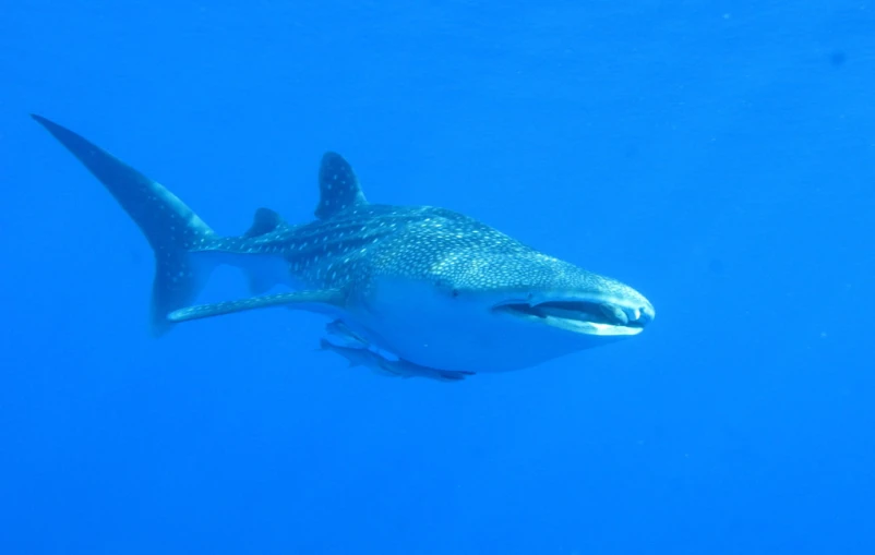 a large white shark swimming with big black teeth