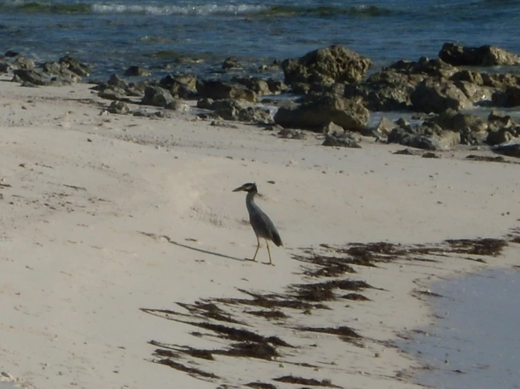 a bird walking across a sandy beach next to the ocean