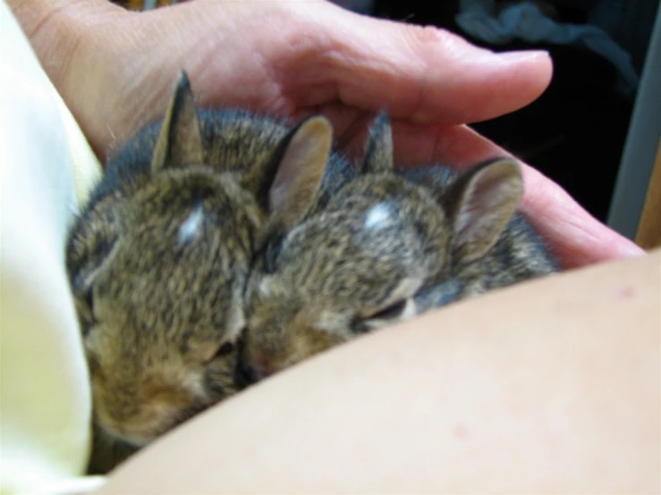 small animals sitting inside a persons hand next to each other