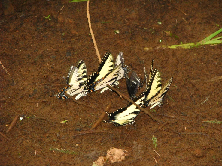three erflies laying on the ground in a group