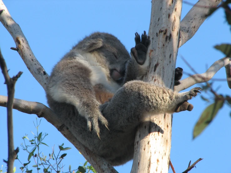 a koala and her cub sitting in a gum tree