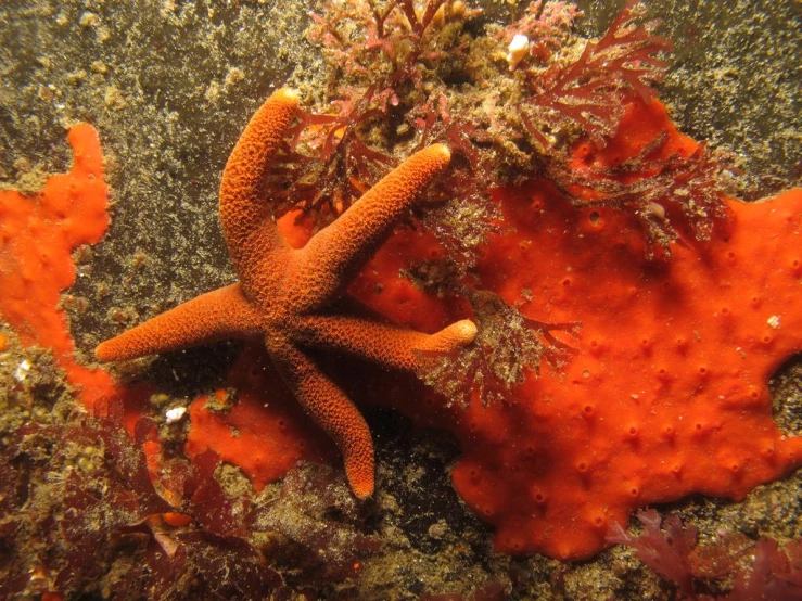 an orange sea star on the sea floor with other corals