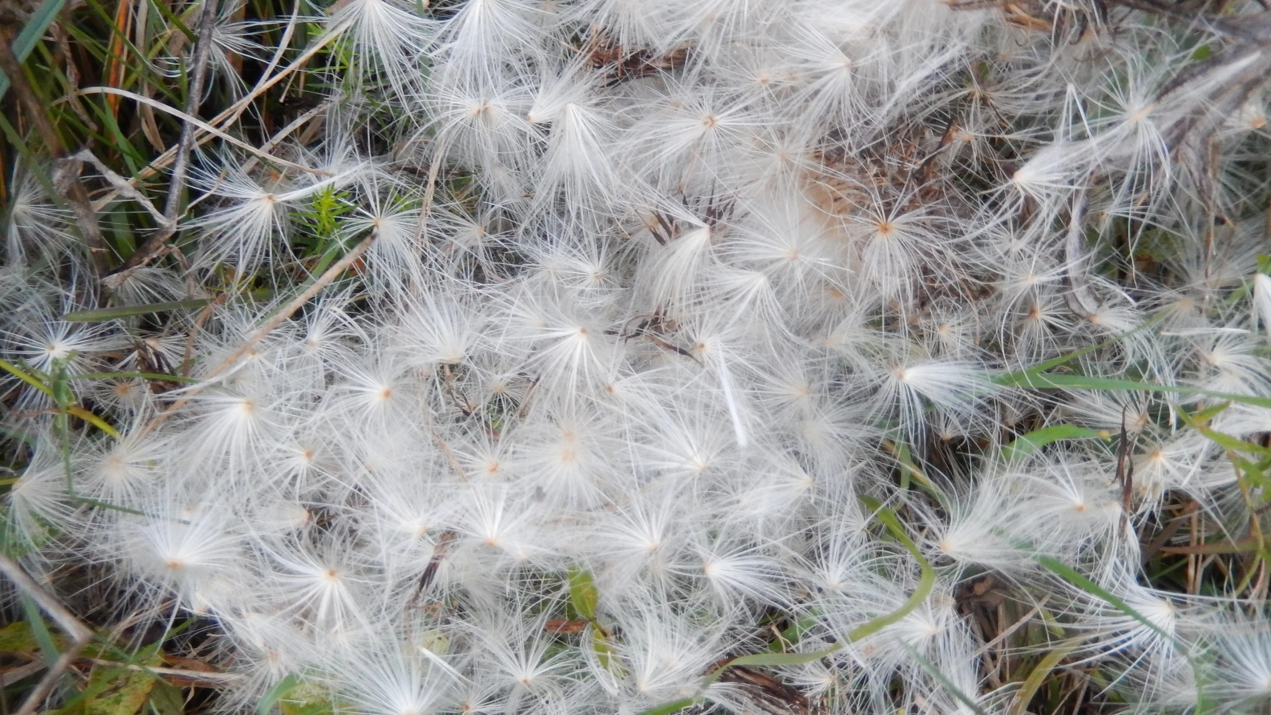 the seeding of a dandelion is very large