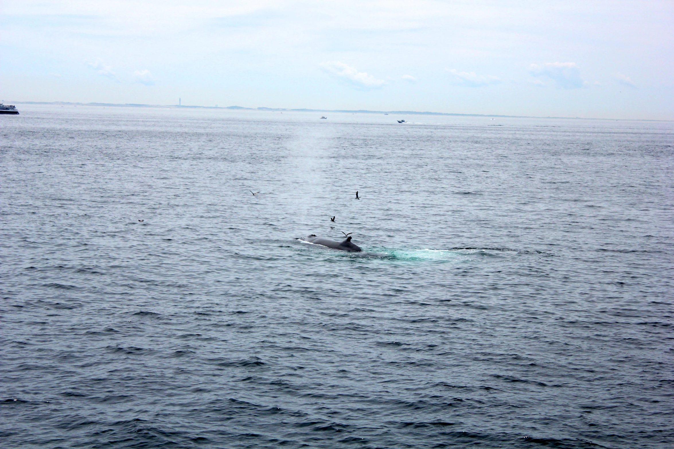 a whale in the ocean surrounded by a ship