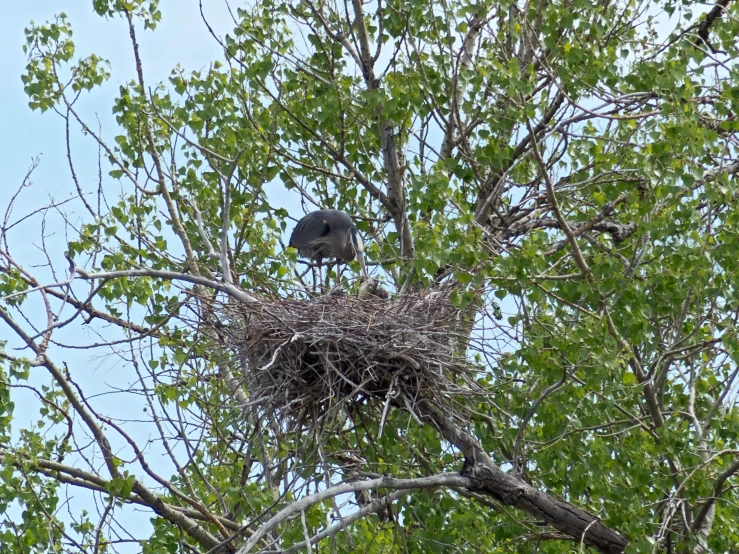 the bird is sitting on its nest in the tree