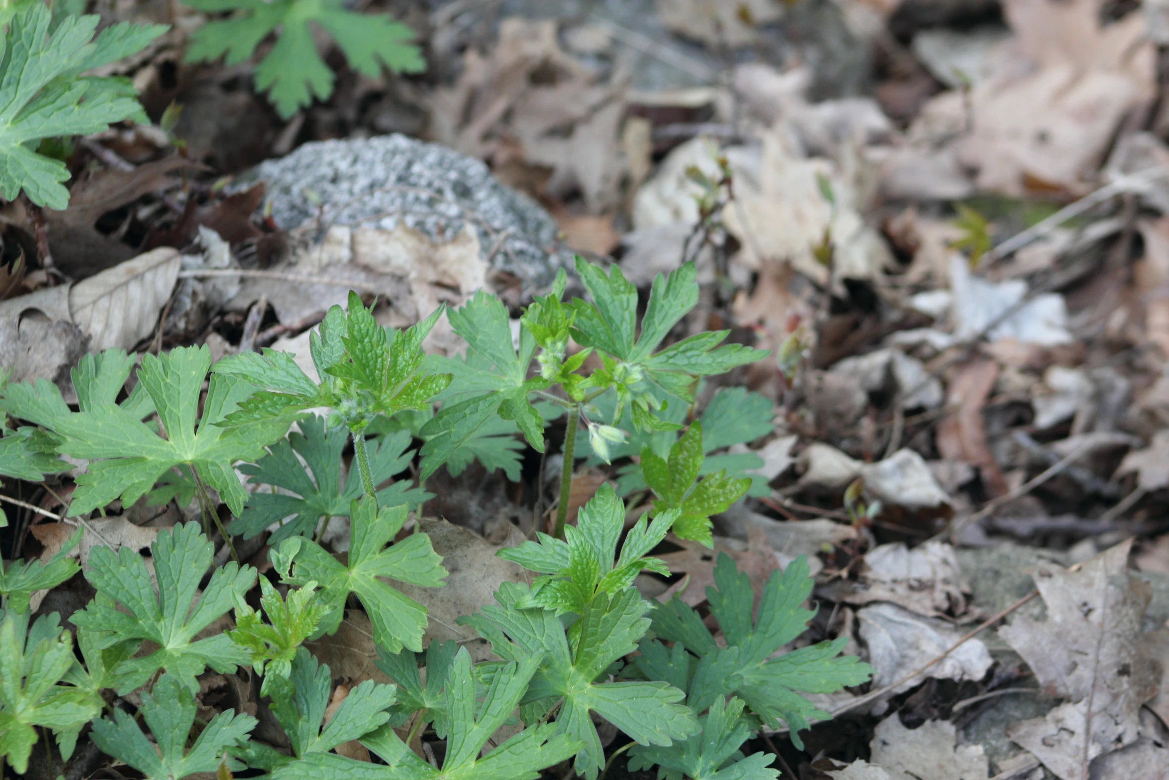 small green plants growing in an outdoor area