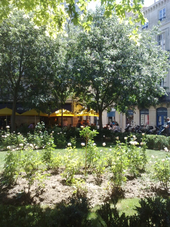 a city garden with white roses in bloom