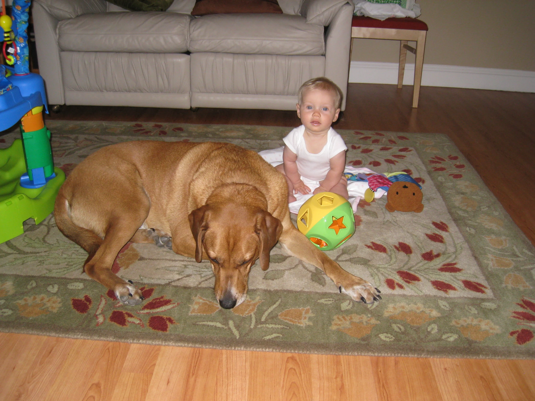 a little girl sitting on the floor next to a big brown dog