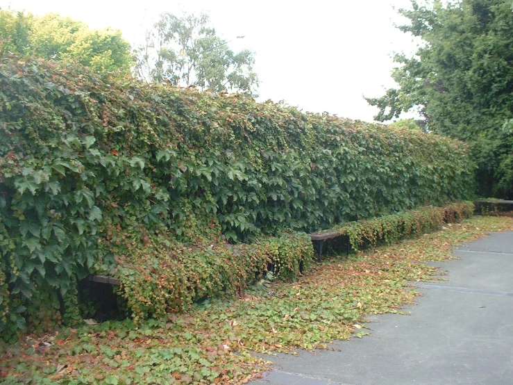 a hedge hedge in front of some trees